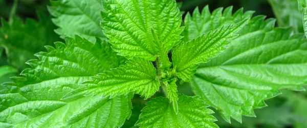license-medicinal-plant-herb-nettle-4629607-600x250-crop.jpg