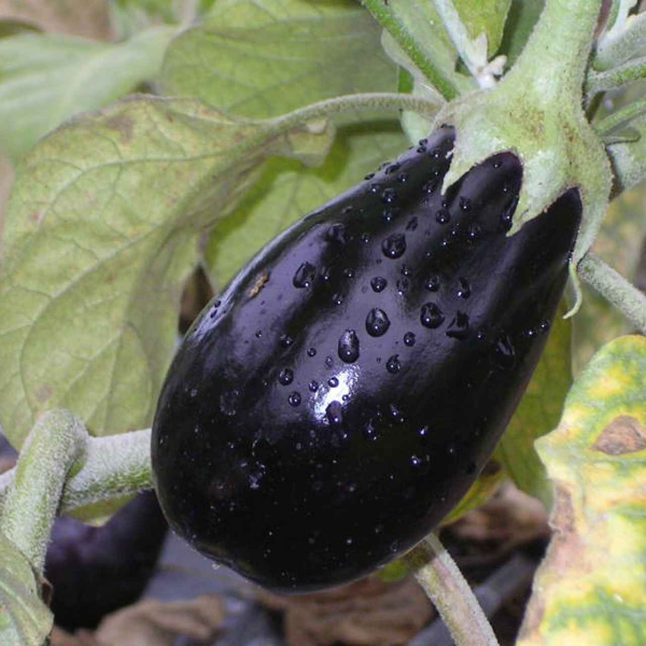 selbsternte_auberginen-1280x1280-crop-x-0-54-y-0-61.jpg