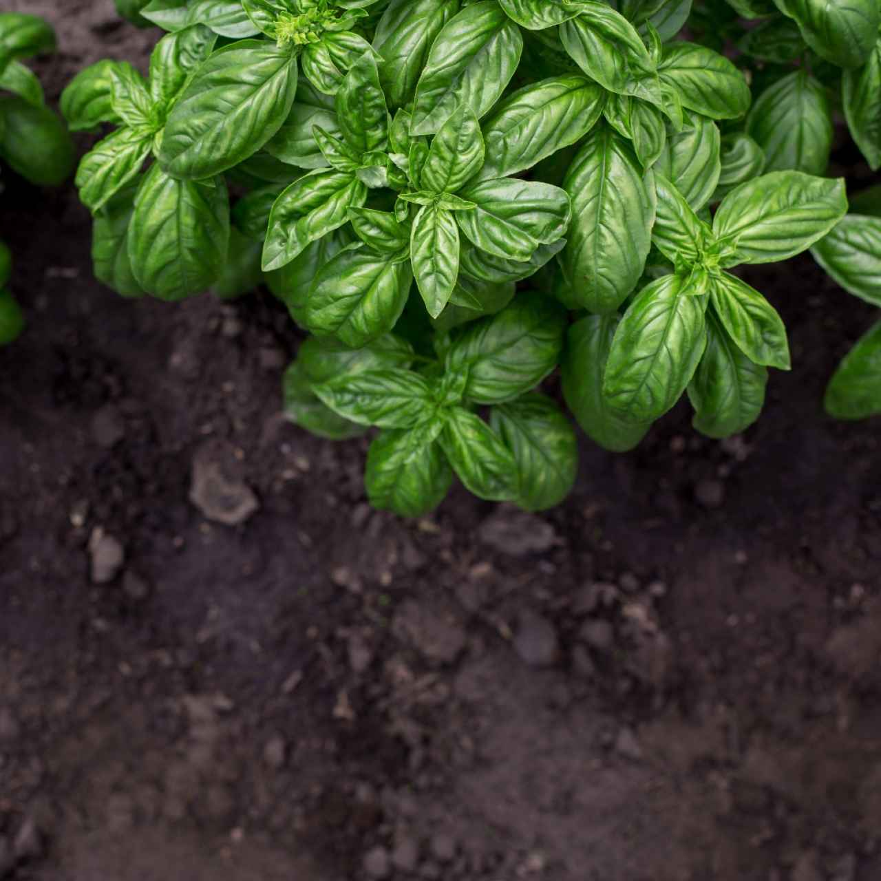 license-organic-green-basil-plant-in-the-garden-5559576-1280x1280-crop-x-0-62-y-0-23.jpg