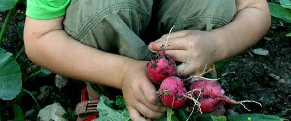 selbsternte_selbsternte_radieschen-600x250-crop-x-0-54-y-0-44.jpg